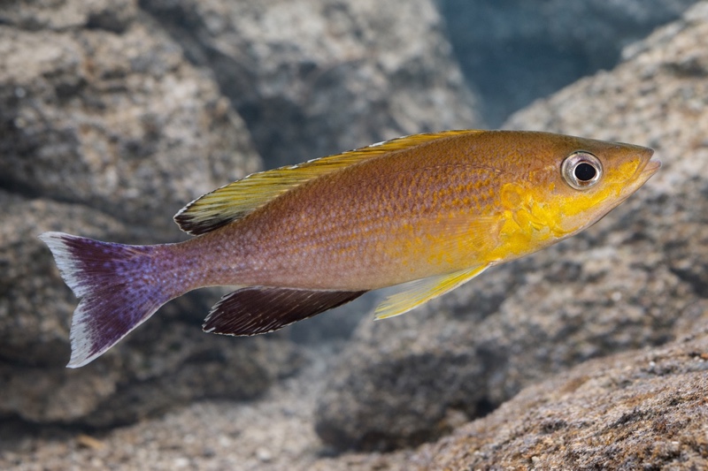 Cyprichromis sp. 'leptosoma jumbo' Cape Chaitika